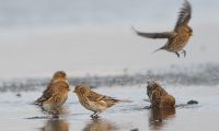 Bild 0 von „Kalenderbirds“: Fotowettbewerb zu den 10. Zugvogeltagen