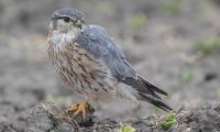 Bild 0 von Der Merlin – Der kleinste Falke Europas an der deutschen Nordseeküste