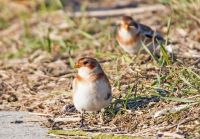 Bild 0 von Besinnlicher Jahreswechsel im Weltnaturerbe