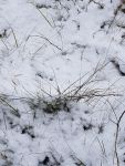 Bild 3 von Noch mehr „Juist im Schnee“