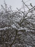 Bild 7 von Noch mehr „Juist im Schnee“