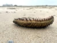 Bild 1 von „Seemaus“ am Juister Strand angespült