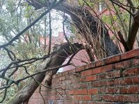 Bild 1 von Sturmtief richtete keine großen Schäden auf Juist an